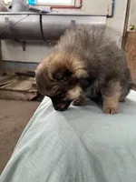 Dark male, a male Pomeranian for sale in Rome City, IN – Photo 6 of 7