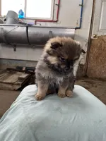 Dark male, a male Pomeranian for sale in Rome City, IN – Photo 2 of 7