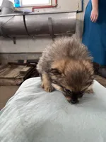 Dark male, a male Pomeranian for sale in Rome City, IN – Photo 3 of 7
