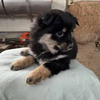 BIG BOY, a male Pomeranian for sale in Rome City, IN – Photo 3 of 5
