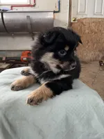 BIG BOY, a male Pomeranian for sale in Rome City, IN – Photo 3 of 5