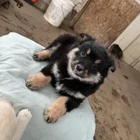 BIG BOY, a male Pomeranian for sale in Rome City, IN – Photo 2 of 5