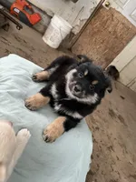 BIG BOY, a male Pomeranian for sale in Rome City, IN – Photo 2 of 5