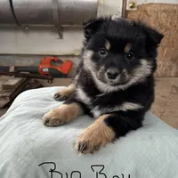 BIG BOY, a male Pomeranian for sale in Rome City, IN – Photo 1 of 5