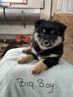 BIG BOY, a male Pomeranian for sale in Rome City, IN – Photo 1 of 5