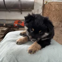 BIG BOY, a male Pomeranian for sale in Rome City, IN – Photo 4 of 5