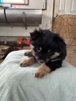 BIG BOY, a male Pomeranian for sale in Rome City, IN – Photo 4 of 5