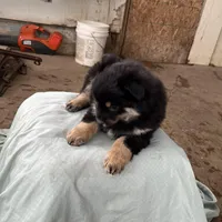 BIG BOY, a male Pomeranian for sale in Rome City, IN – Photo 5 of 5