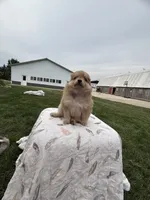 Red girl, a female Pomeranian for sale in Rome City, IN – 4 of 4