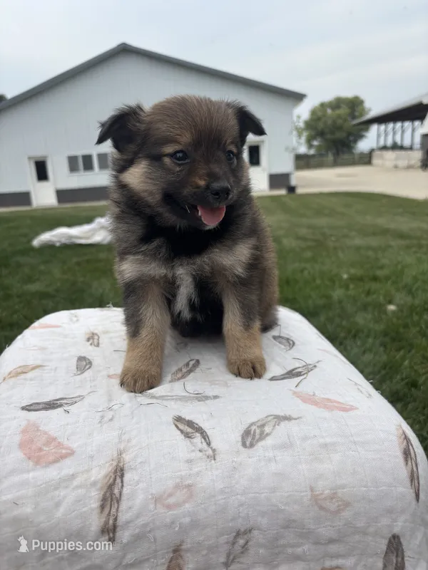 Black and brown – Pomeranian puppy for sale in Rome City, IN