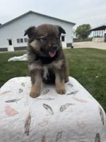 Black and brown, a female Pomeranian for sale in Rome City, IN – 1 of 2