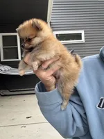 Red male teacup, a male Pomeranian for sale in Rome City, IN – 7 of 7