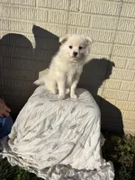 Standard White male pom, a male Pomeranian for sale in Rome City, IN – 1 of 10