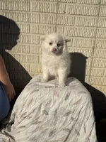 Standard white female, a female Pomeranian for sale in Rome City, IN – 8 of 10
