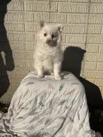 Standard white female, a female Pomeranian for sale in Rome City, IN – 5 of 10