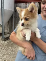 Spunky active male blue eyes, a male Pomeranian for sale in Rome City, IN – 9 of 9
