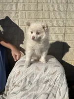 Standard white female, a female Pomeranian for sale in Rome City, IN – 1 of 10