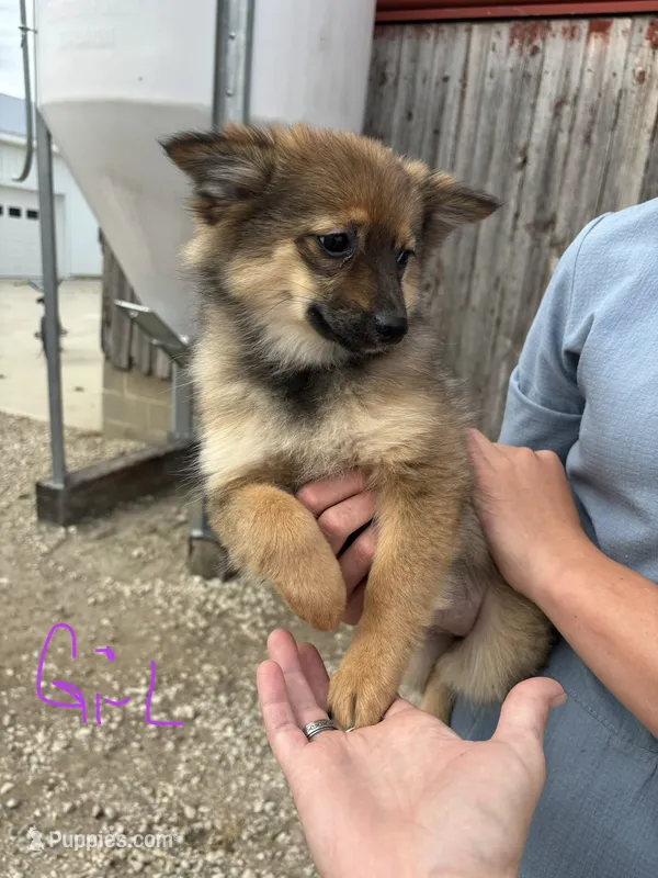 Black and brown – Pomeranian puppy for sale in Rome City, IN