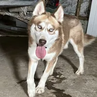 AKC RED HUSKY, a male Siberian Husky for sale in Rome City, IN – Photo 3 of 4
