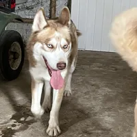 AKC RED HUSKY, a male Siberian Husky for sale in Rome City, IN – Photo 2 of 4
