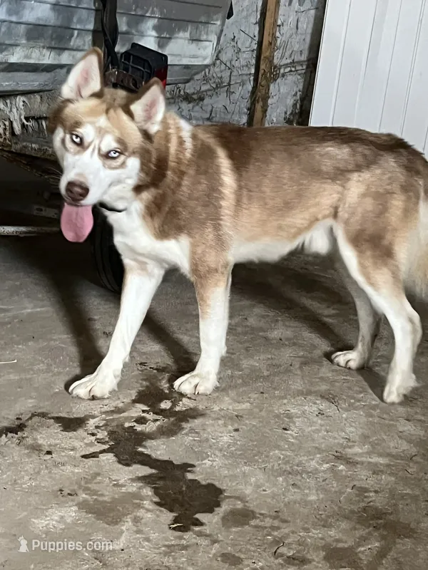AKC RED HUSKY