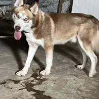 AKC RED HUSKY, a male Siberian Husky for sale in Rome City, IN – Photo 1 of 4