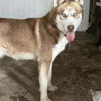 AKC RED HUSKY, a male Siberian Husky for sale in Rome City, IN – Photo 4 of 4