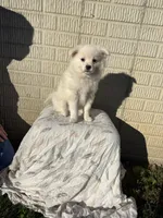 Standard White male pom, a male Pomeranian for sale in Rome City, IN – 5 of 10