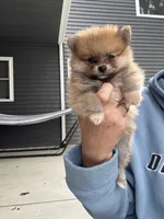 Red male teacup, a male Pomeranian for sale in Rome City, IN – 6 of 7