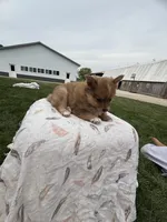 Shy boy, a male Pomeranian for sale in Rome City, IN – 3 of 6