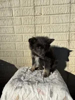 Standard blue female pom, a female Pomeranian for sale in Rome City, IN – 9 of 10