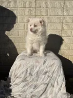 Standard white female, a female Pomeranian for sale in Rome City, IN – 2 of 10
