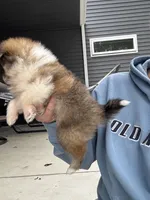 Tri-colored teacup female, a female Pomeranian for sale in Rome City, IN – 8 of 8