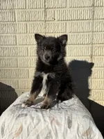 Standard blue female pom, a female Pomeranian for sale in Rome City, IN – 3 of 10