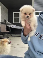White male teacup, a male Pomeranian for sale in Rome City, IN – 2 of 7