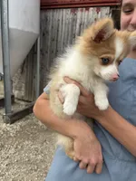 Spunky active male blue eyes, a male Pomeranian for sale in Rome City, IN – 4 of 9