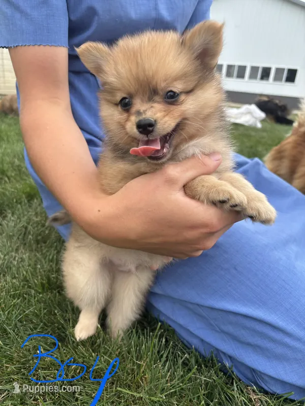 Red Merle male – Pomeranian puppy for sale in Rome City, IN