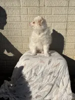 Standard white female, a female Pomeranian for sale in Rome City, IN – 4 of 10