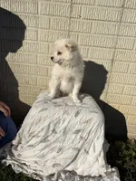Standard White male pom, a male Pomeranian for sale in Rome City, IN – 3 of 10
