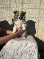 Standard tri boy pom, a male Pomeranian for sale in Rome City, IN – 2 of 10