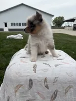Tri colored Merle , a male Pomeranian for sale in Rome City, IN – 2 of 4