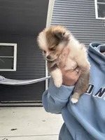 Tri-colored teacup female, a female Pomeranian for sale in Rome City, IN – 3 of 8
