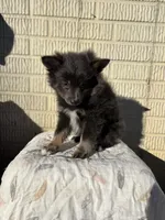 Standard blue female pom, a female Pomeranian for sale in Rome City, IN – 10 of 10