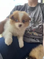 Female brown and white , a female Pomeranian for sale in Rome City, IN – Photo 6 of 6