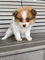 Female brown and white , a female Pomeranian for sale in Rome City, IN – Photo 5 of 6