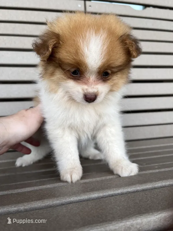 Female brown and white  – Pomeranian puppy for sale in Rome City, IN