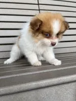 Female brown and white , a female Pomeranian for sale in Rome City, IN – Photo 4 of 6