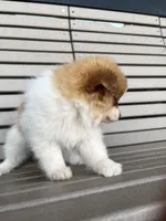 Female brown and white , a female Pomeranian for sale in Rome City, IN – Photo 3 of 6