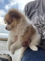 Female brown and white , a female Pomeranian for sale in Rome City, IN – Photo 2 of 6