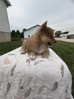 Shy boy, a male Pomeranian for sale in Rome City, IN – 4 of 6